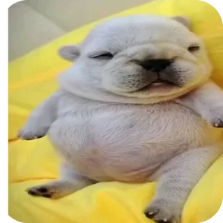 Baby Puppy Pibble