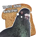 Pigeon And Philosophy Stickers