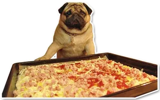 Pizza Pug