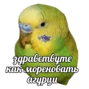 Popugiand Agurtsy Stickers