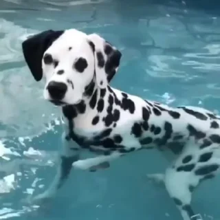 Dalmatian Dog