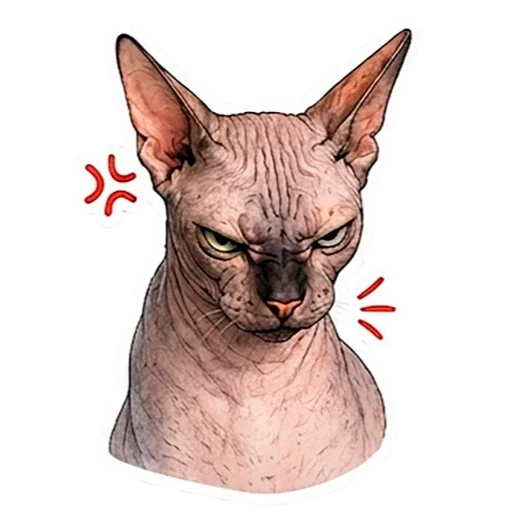Angry Sphynx Cat Rafa