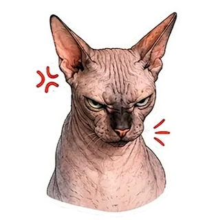 Angry Sphynx Cat Rafa