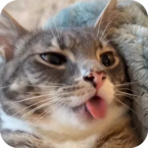 Funny Cat Rigby Telegram Sticker #8 - Funny Cat Rigby #8