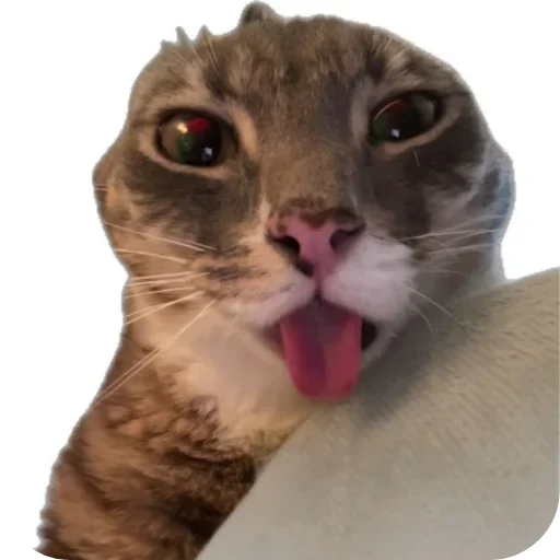 Funny Cat Rigby Telegram Sticker #15 - Funny Cat Rigby #15