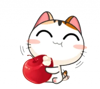 Cute Meli Cat