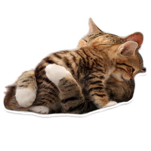 Sexy Animals