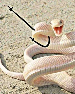 Snake with Arms