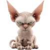 Sphynx Cute Cat Emoji Telegram Sticker #10 - Sphynx Cute Cat Emoji #10