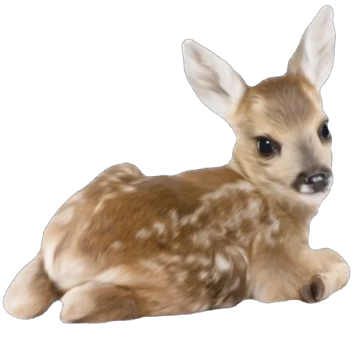 Baby Deer Fawns Telegram Sticker #5 - Baby Deer Fawns #5