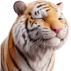 Very Cute Tiger Emoji Telegram Sticker #9 - Very Cute Tiger Emoji #9