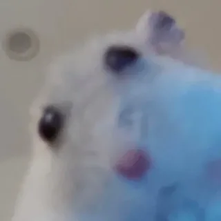 Staring Hamster