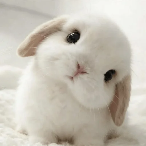Cute Baby Bunny