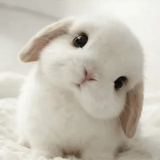 Cute Baby Bunny