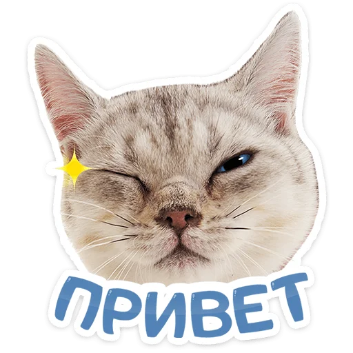 Chaotic Kitties Telegram Sticker #1 - Chaotic Kitties #1