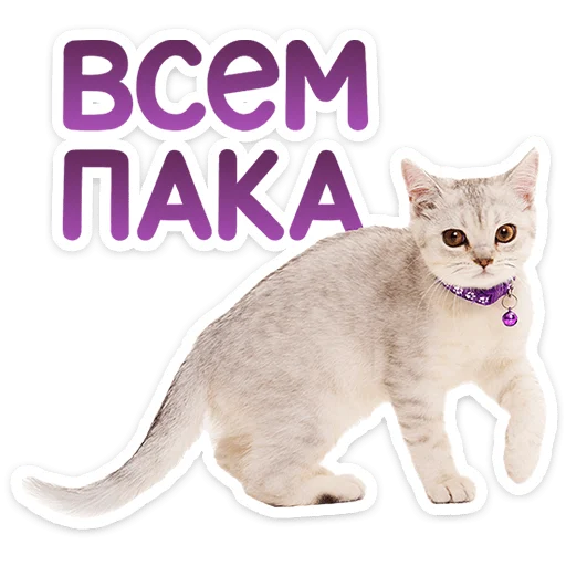 Chaotic Kitties Telegram Sticker #3 - Chaotic Kitties #3
