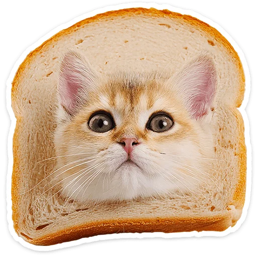 Chaotic Kitties Telegram Sticker #6 - Chaotic Kitties #6