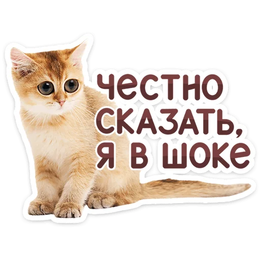 Chaotic Kitties Telegram Sticker #8 - Chaotic Kitties #8