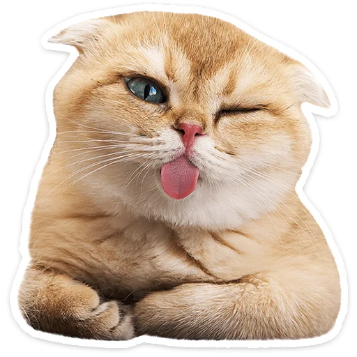 Chaotic Kitties Telegram Sticker #12 - Chaotic Kitties #12