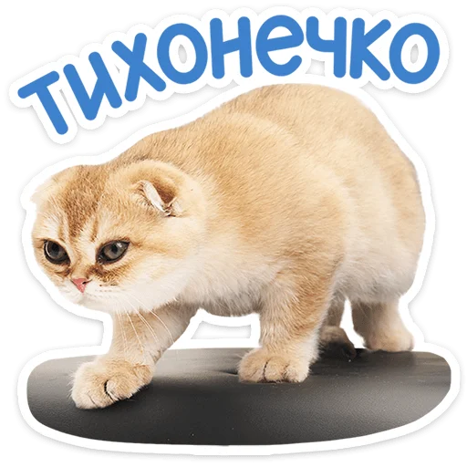 Chaotic Kitties Telegram Sticker #16 - Chaotic Kitties #16
