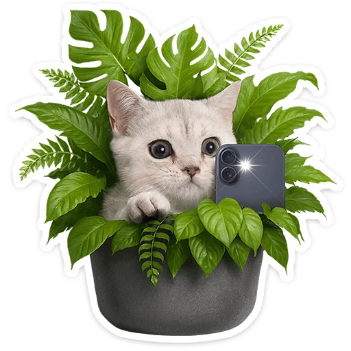 Chaotic Kitties Telegram Sticker #22 - Chaotic Kitties #22