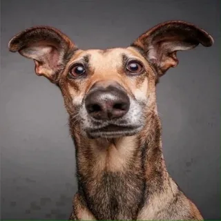 Shelter Dog