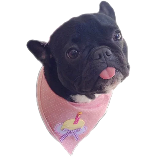 Frenchiepack Stickerevobot Telegram Sticker #1 - Frenchiepack Stickerevobot #1