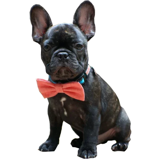 Frenchiepack Stickerevobot Telegram Sticker #2 - Frenchiepack Stickerevobot #2