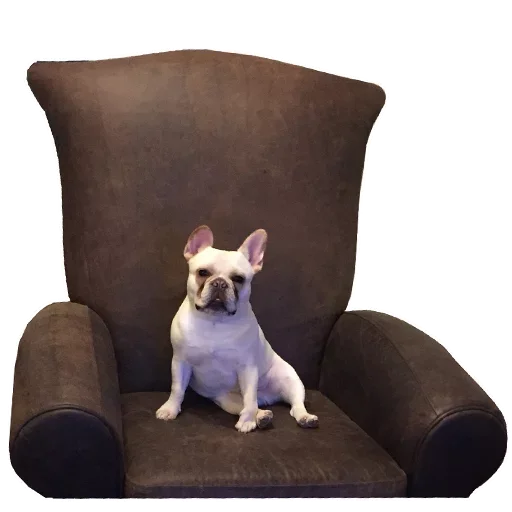 Frenchiepack Stickerevobot Telegram Sticker #3 - Frenchiepack Stickerevobot #3