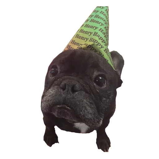 Frenchiepack Stickerevobot Telegram Sticker #4 - Frenchiepack Stickerevobot #4
