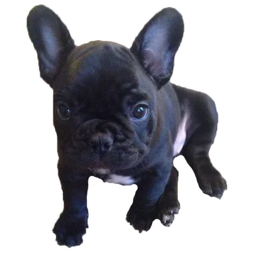 Frenchiepack Stickerevobot Telegram Sticker #5 - Frenchiepack Stickerevobot #5