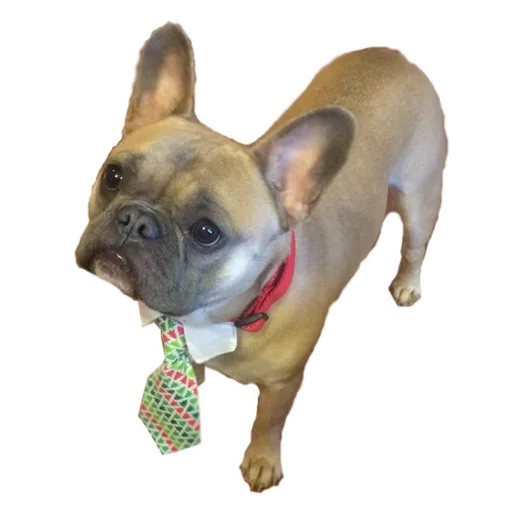 Frenchiepack Stickerevobot Telegram Sticker #7 - Frenchiepack Stickerevobot #7
