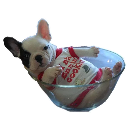 Frenchiepack Stickerevobot Telegram Sticker #8 - Frenchiepack Stickerevobot #8