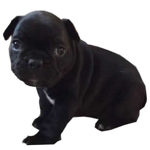 Frenchiepack Stickerevobot Telegram Sticker #10 - Frenchiepack Stickerevobot #10