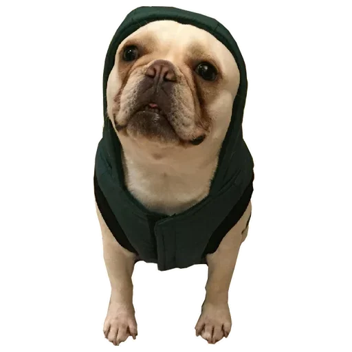 Frenchiepack Stickerevobot Telegram Sticker #11 - Frenchiepack Stickerevobot #11