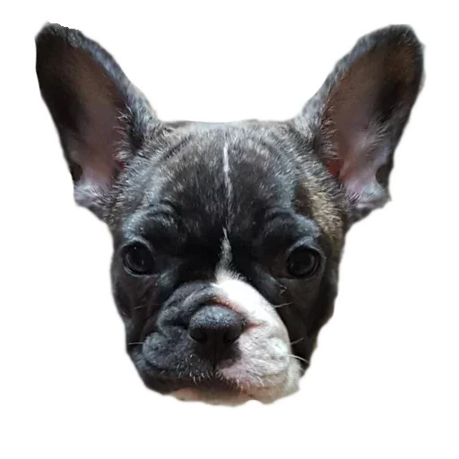 Frenchiepack Stickerevobot Telegram Sticker #12 - Frenchiepack Stickerevobot #12