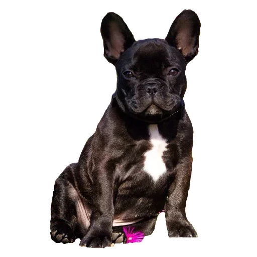 Frenchiepack Stickerevobot Telegram Sticker #13 - Frenchiepack Stickerevobot #13