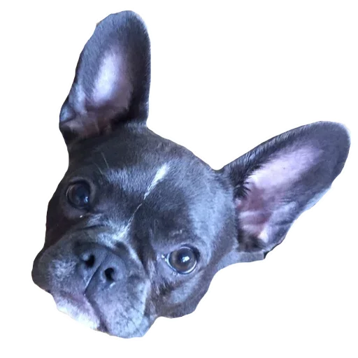 Frenchiepack Stickerevobot Telegram Sticker #17 - Frenchiepack Stickerevobot #17