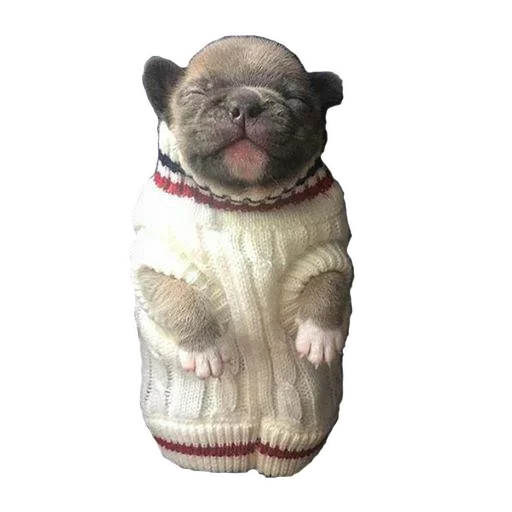 Frenchiepack Stickerevobot Telegram Sticker #18 - Frenchiepack Stickerevobot #18