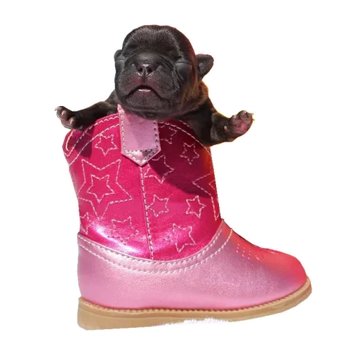 Frenchiepack Stickerevobot Telegram Sticker #19 - Frenchiepack Stickerevobot #19