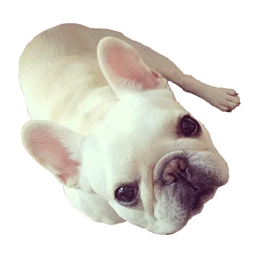 Frenchiepack Stickerevobot Telegram Sticker #20 - Frenchiepack Stickerevobot #20
