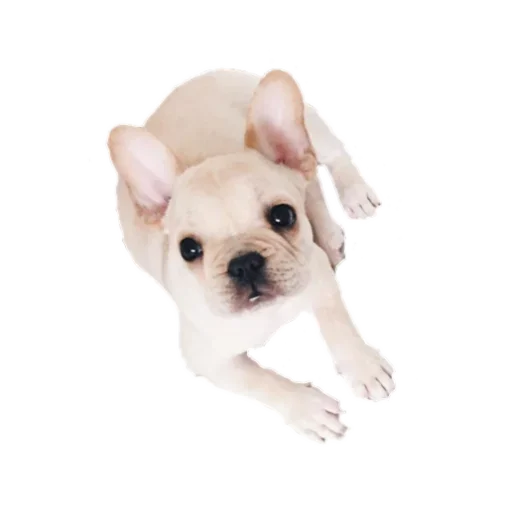 Frenchiepack Stickerevobot Telegram Sticker #21 - Frenchiepack Stickerevobot #21
