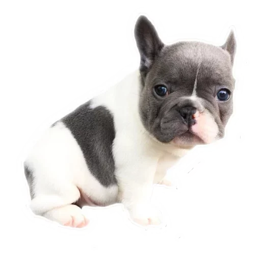 Frenchiepack Stickerevobot Telegram Sticker #22 - Frenchiepack Stickerevobot #22