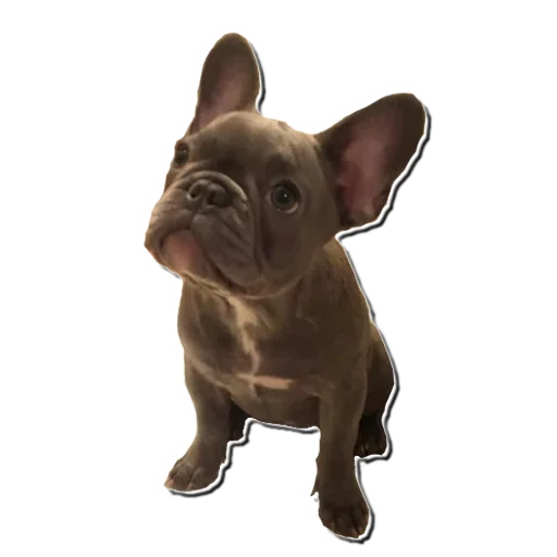 Frenchiepack Stickerevobot Telegram Sticker #23 - Frenchiepack Stickerevobot #23