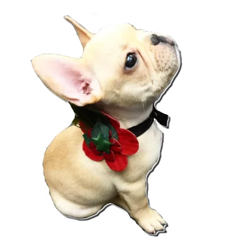 Frenchiepack Stickerevobot Telegram Sticker #24 - Frenchiepack Stickerevobot #24