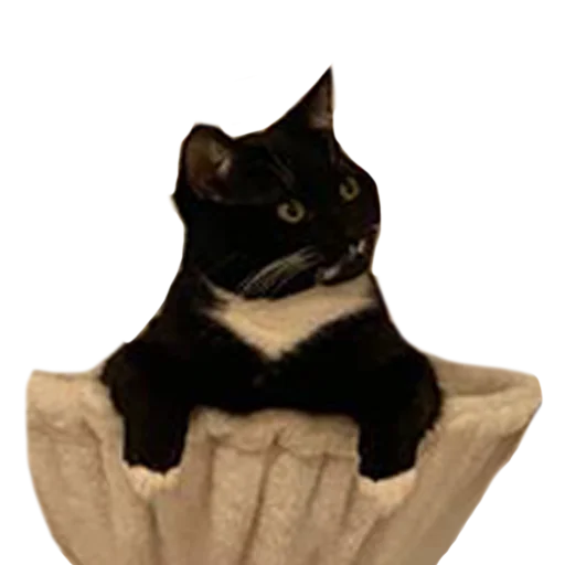 Friedrichthecat