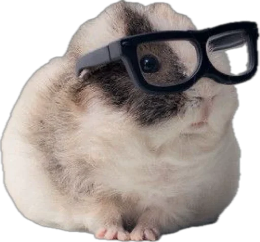 Small Animal with Glasses