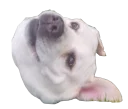 Happy Dog666 Stickers