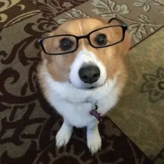 Welsh Corgi with Glasses