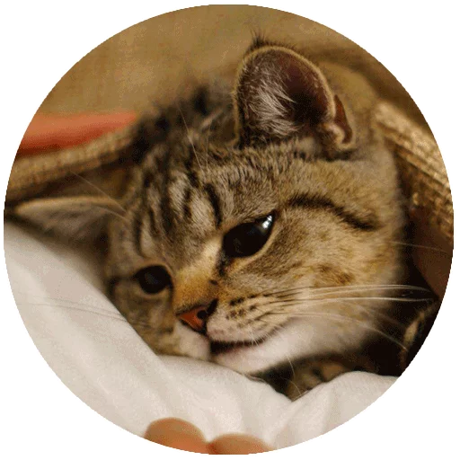 Inthebed Stickers Telegram Sticker #6 - Inthebed Stickers #6